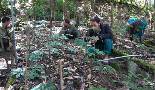 Đưa sâm Ngọc Linh thành sinh kế giảm nghèo cho đồng bào Xơ Đăng