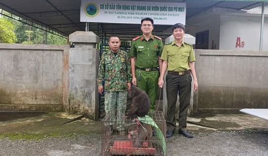 Hai cá thể khỉ quý hiếm đi lạc vào nhà dân