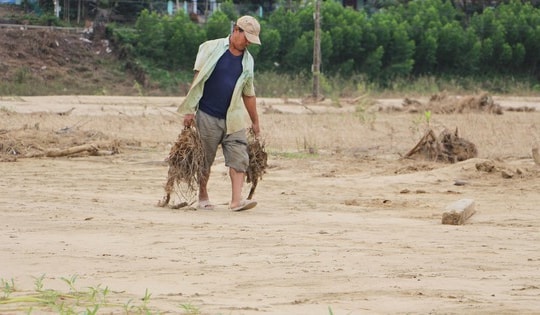 Lũ lịch sử xóa sổ nhiều cánh đồng xanh, để lại những mảnh ruộng hoang tàn