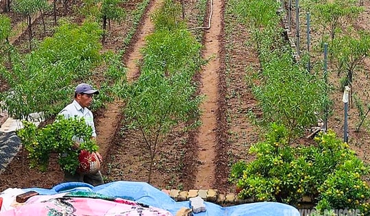 Người dân Nhật Tân 'chạy đua' trồng hoa Tết