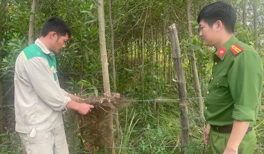 Giải cứu chim trời, thu giữ hàng chục nghìn mét lưới tận diệt