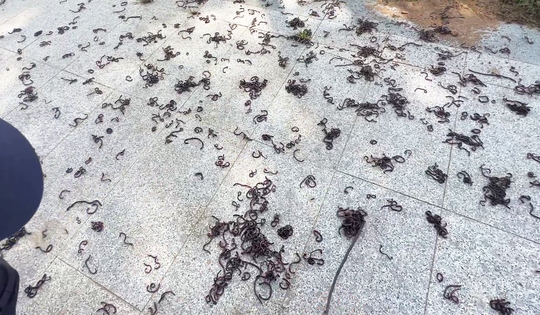 Chuyên gia nói gì việc hàng nghìn con giun bò lên mặt đất một cách bất thường?