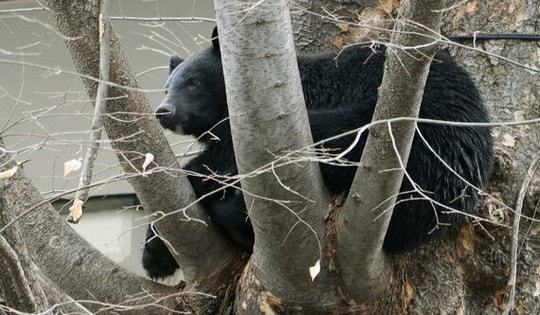 Lý do số nạn nhân trong các vụ gấu tấn công ở Nhật Bản không ngừng tăng
