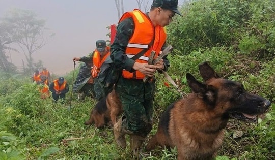Đà Nẵng: Sử dụng chó nghiệp vụ tìm kiếm nạn nhân vụ sạt lở đất ở Hùng Sơn
