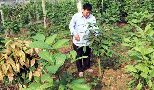 Giải pháp nào cho phát triển dược liệu ở Phú Thọ?