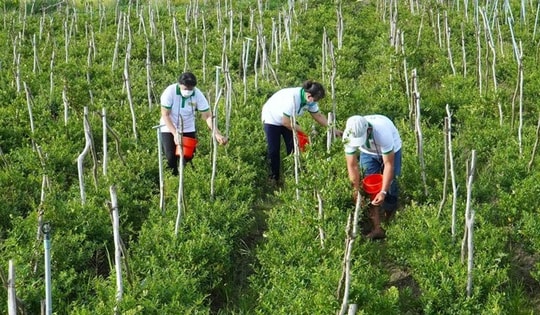 Phát triển dược liệu dựa trên di sản: Động lực mới cho kinh tế địa phương