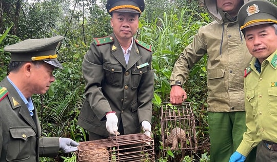 Clip thả 2 cá thể động vật quý hiếm lạc vào vườn nhà dân ở Huế về tự nhiên