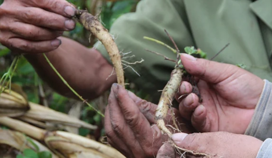 Các tỉnh miền núi phía Bắc chuyển dịch cơ cấu, đưa dược liệu chịu lạnh thành sinh kế bền vững