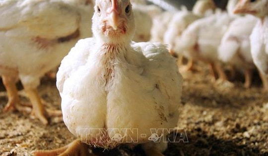 Bệnh nhân Mỹ nhập viện với chủng cúm gia cầm chưa từng ghi nhận ở người