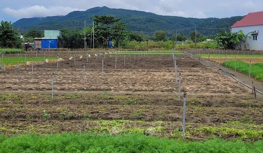 Mưa bão gây thiếu hụt rau củ, TP Hồ Chí Minh tăng dự trữ, mở rộng nguồn cung