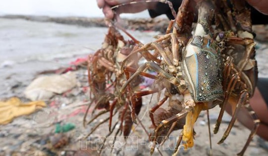 Thông tin 10 người chết do dính axit khi lặn vớt tôm hùm là tin giả