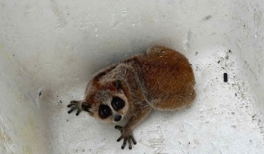 Phát hiện động vật ‘mắc cỡ' quý hiếm trong sách đỏ giữa đồi keo