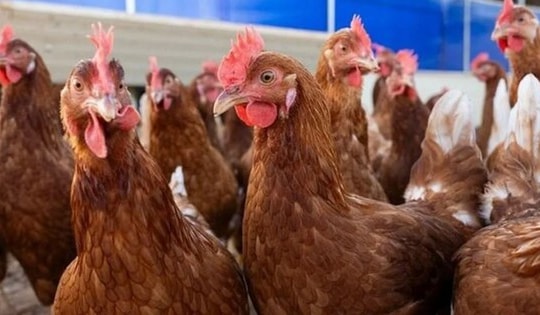 Mỹ ghi nhận ca tử vong đầu tiên do cúm gia cầm H5N5