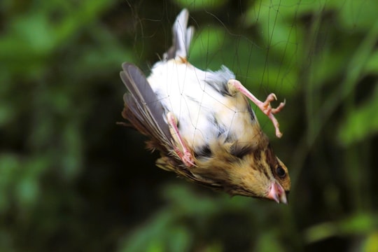 Chim hoang dã mắc kẹt trong ma trận bẫy giữa lưng chừng trời