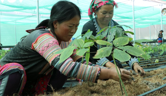 Bản địa hóa dược liệu: Giải pháp kết hợp Y học cổ truyền và hiện đại từ nguồn tài nguyên bản địa