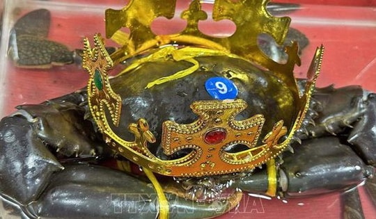 'Vua cua' Cà Mau được lập hồ sơ đề nghị xác lập kỷ lục cua lớn nhất Việt Nam