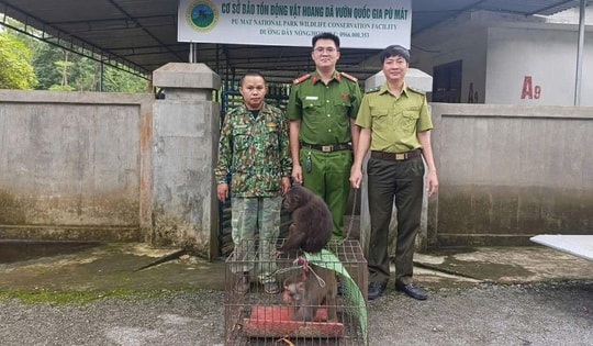 Người dân giao nộp khỉ mặt đỏ, khỉ mốc quý hiếm về rừng