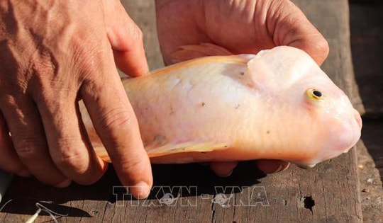 Nguyên nhân ban đầu khiến hàng chục tấn cá chết bất thường ở Cần Thơ