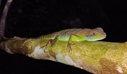 Phát hiện nhiều loài động vật quý hiếm tại Thanh Hóa