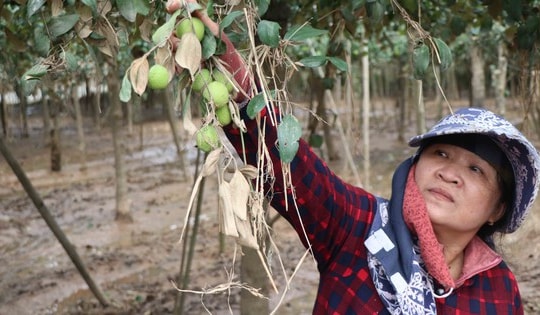 Nông dân Khánh Hòa kiệt quệ khi nho, táo, dê chết hàng loạt sau mưa lũ