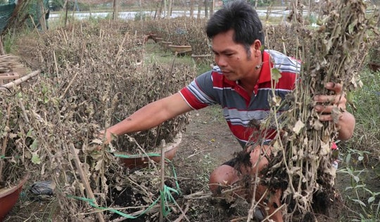 Hàng nghìn chậu hoa ở ‘vựa cúc Tết’ Khánh Hoà bị nước lũ vùi dập