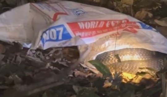 Rắn hổ mang chúa nặng 7 kg bất ngờ xuất hiện trong vườn nhà