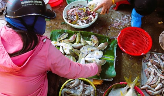 Bất chấp cảnh báo, người dân ven biển vẫn bày bán tràn lan loại cá chứa độc tố cực mạnh