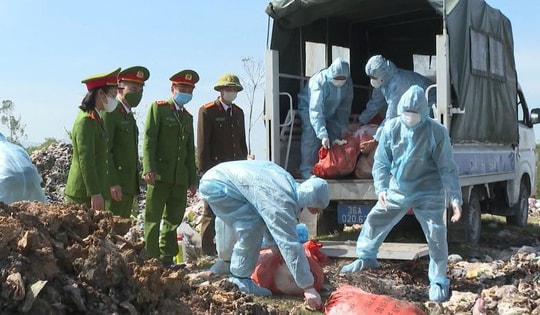 Tiêu hủy hơn 5 tạ lợn nhiễm dịch tả lợn châu Phi