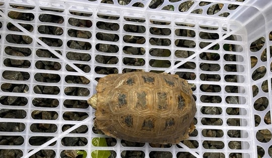 Rùa núi vàng quý hiếm bất ngờ đi lạc vào khuôn viên chùa