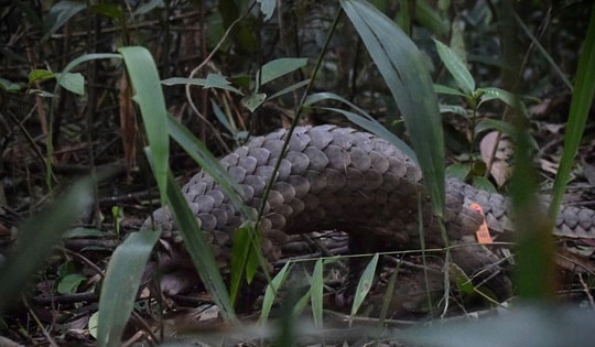 Hành trình ‘trở về nhà’ của những động vật quý hiếm có nguy cơ tuyệt chủng