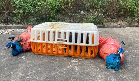 Phát hiện loài công nguy cấp, quý hiếm tại Thác Đồng Quan