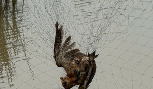 Tiêu hủy hơn 15.000m lưới bẫy chim trời ở Huế