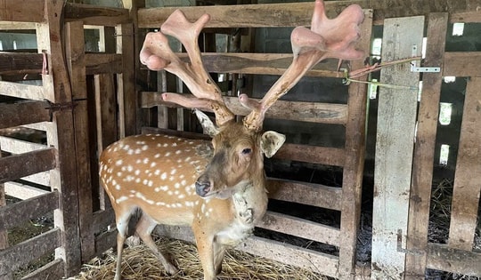 Hà Tĩnh đẩy mạnh công tác giảm nghèo bền vững