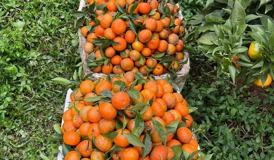 Hà Tĩnh nhân rộng mô hình sản xuất, giúp hàng nghìn hộ dân thoát nghèo bền vững