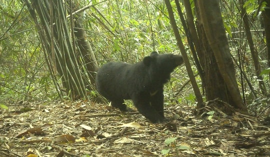 Động vật quý hiếm xuất hiện nhiều ở Chư Mom Ray cho thấy điều gì?