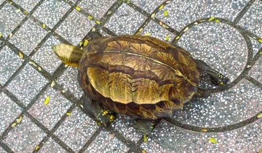 Thấy rùa hộp trán vàng quý hiếm trên đường, người dân đem nộp công an