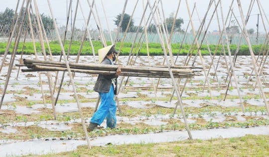 Đánh cược với thời tiết, vùng rau lớn nhất Đà Nẵng hối hả xuống giống vụ Tết