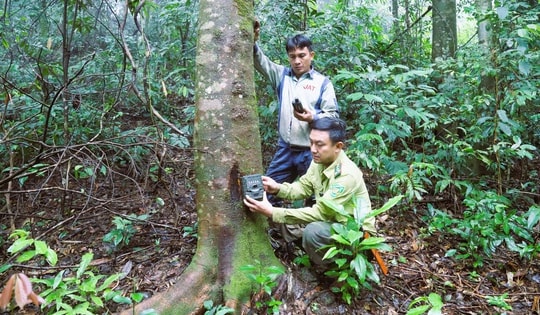 Lắp đặt hơn 60 bẫy ảnh giám sát động vật quý hiếm ở Khu bảo tồn thiên nhiên Pù Huống