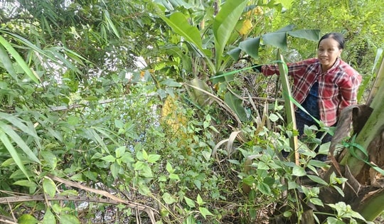 Bờ sông sạt lở nghiêm trọng uy hiếp nhà cửa, đất sản xuất của người dân sau mưa bão