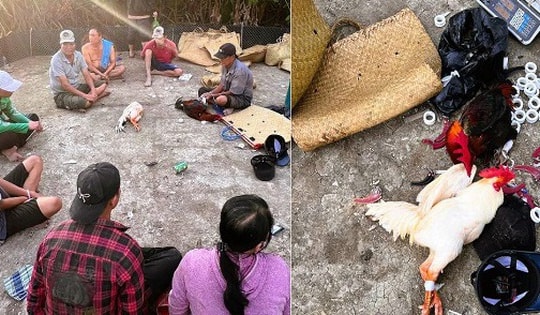 Triệt phá xới đá gà, bắt giữ 12 đối tượng