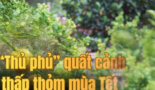 'Thủ phủ' quất cảnh miền Trung thấp thỏm mùa Tết vì dịch bệnh, thời tiết