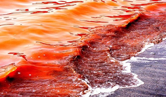 Nước biển có 2 màu kỳ lạ ở Cà Mau là do ô nhiễm?