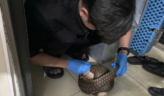 Giải cứu 12 cá thể động vật quý hiếm có nguy cơ tuyệt chủng