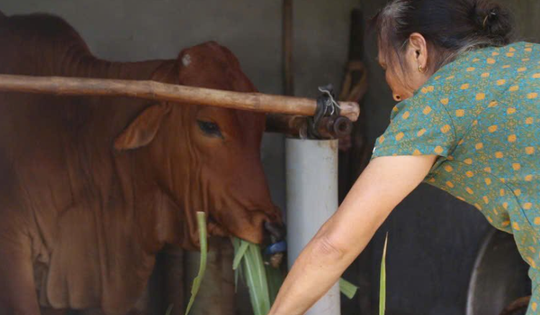 Mô hình tặng bò sinh sản cho hội viên khó khăn giúp nhiều nông dân thoát nghèo