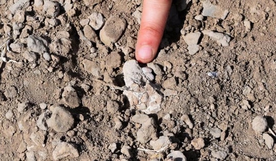 Hóa thạch bàn chân 3,4 triệu năm tuổi có thể viết lại lịch sử tiến hóa loài người