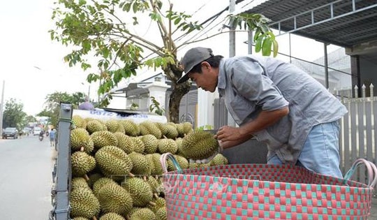 Giá sầu riêng nghịch vụ biến động, nhà vườn Đồng Tháp vẫn thu lãi khá cao