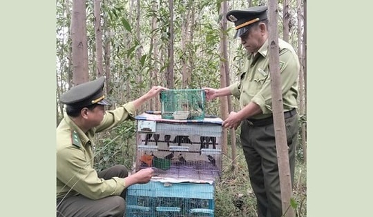 Đà Nẵng: Giải cứu nhiều chim kim oanh mỏ đỏ quý hiếm