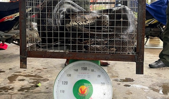 Liên tiếp phát hiện động vật quý hiếm bò vào vườn nhà dân