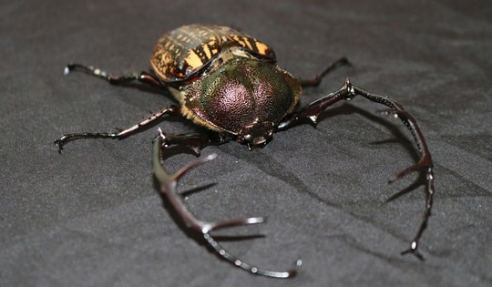 Nhiều động vật quý hiếm biết bay xuất hiện ở Quảng Ngãi