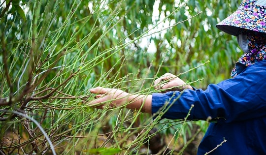 Người Nhật Tân tất bật tuốt lá đào, vào chậu đón Tết